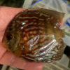 10-12cm Hand Picked Discus WYSIWYG (TT5)  ***HIGH GRADE***   