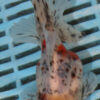 High Quality Oranda 11-13cm (AM339)