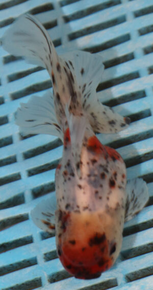 High Quality Oranda 11-13cm (AM339)
