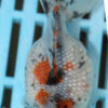 High Quality Pearlscale 9-11cm (AM305)