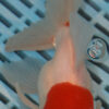 High Quality Oranda 13-15cm (AM429)