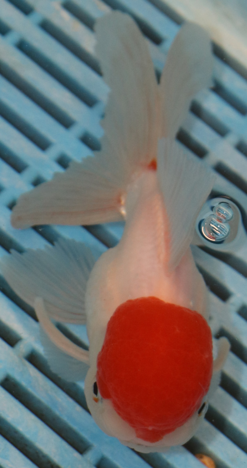 High Quality Oranda 13-15cm (AM429)