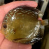 10-12cm Hand Picked Discus WYSIWYG (TT6)  ***HIGH GRADE***   