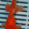 High Quality Oranda 11-13cm (AM340)