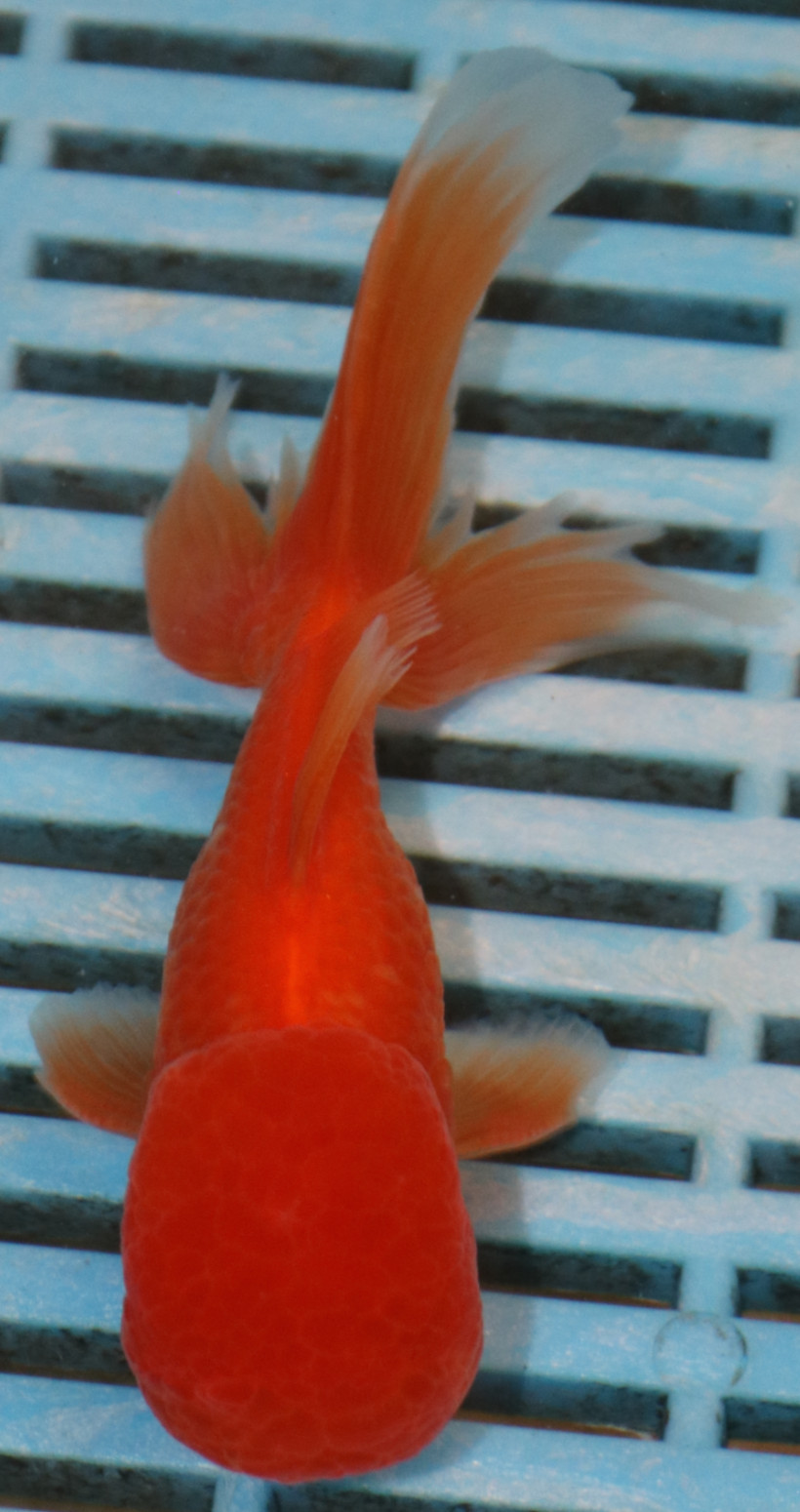 High Quality Oranda 11-13cm (AM340)