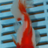 High Quality Oranda 9-11cm (AM306)