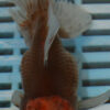 High Quality Oranda 13-15cm (AM430)