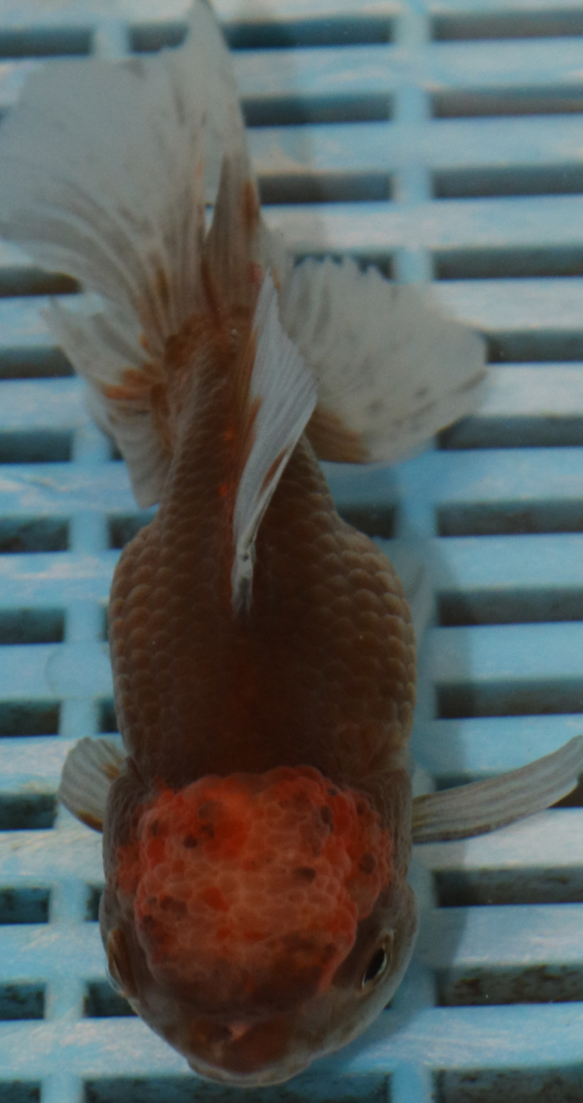 High Quality Oranda 13-15cm (AM430)