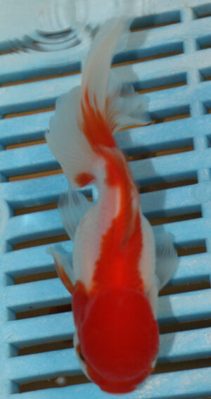 High Quality Oranda 9-11cm (AM306)