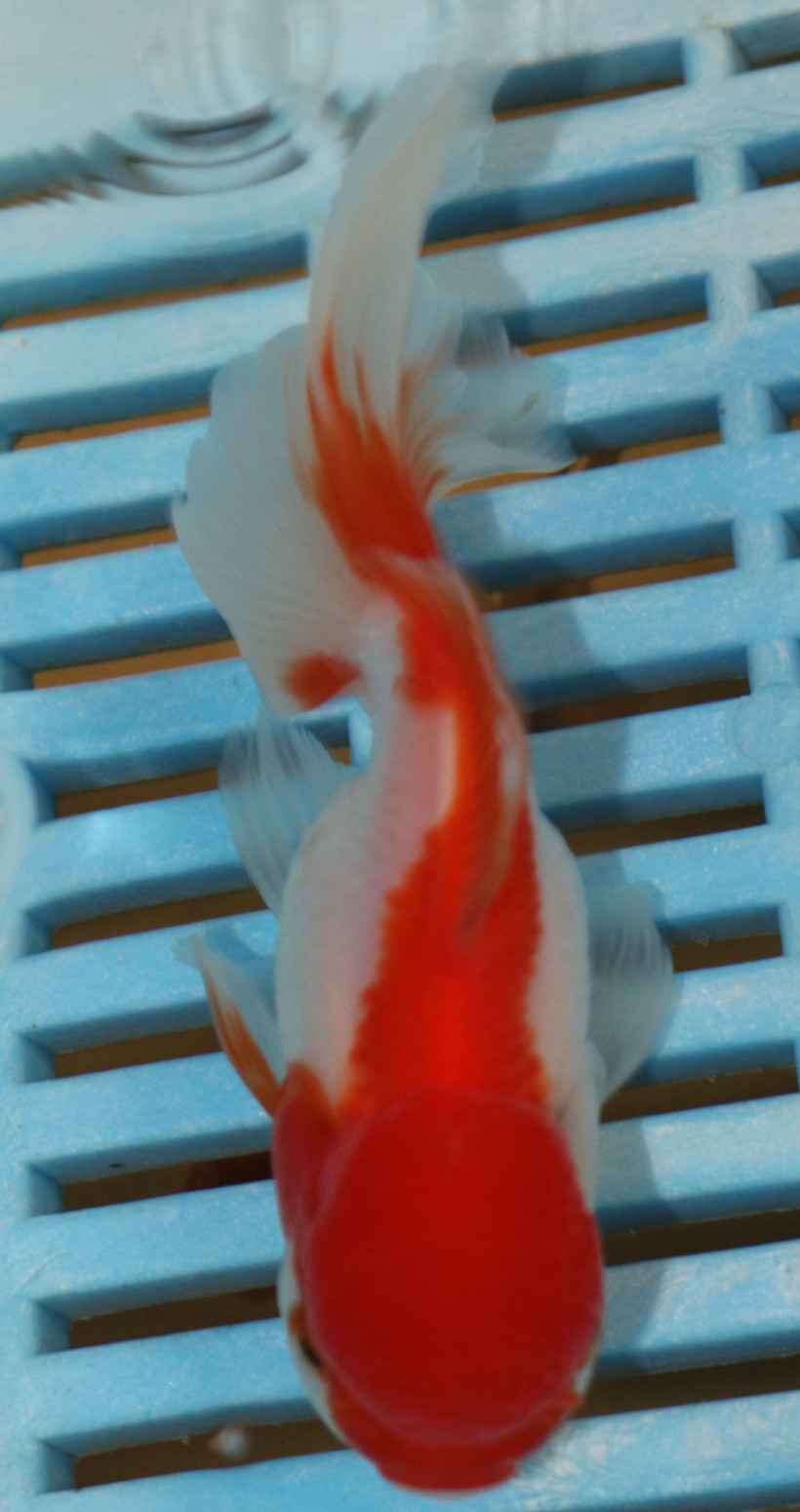 High Quality Oranda 9-11cm (AM306)