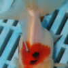High Quality Oranda 11-13cm (AM341)