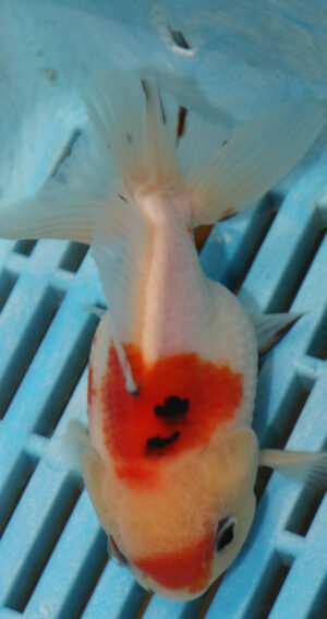 High Quality Oranda 11-13cm (AM341)