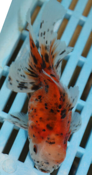 High Quality Oranda 9-11cm (AM307)