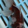 High Quality Oranda 11-13cm (AM342)