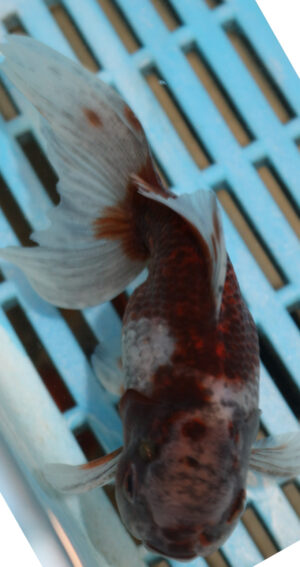 High Quality Oranda 11-13cm (AM342)