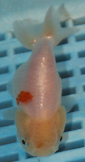 High Quality Ranchu 9-11cm (AM308)