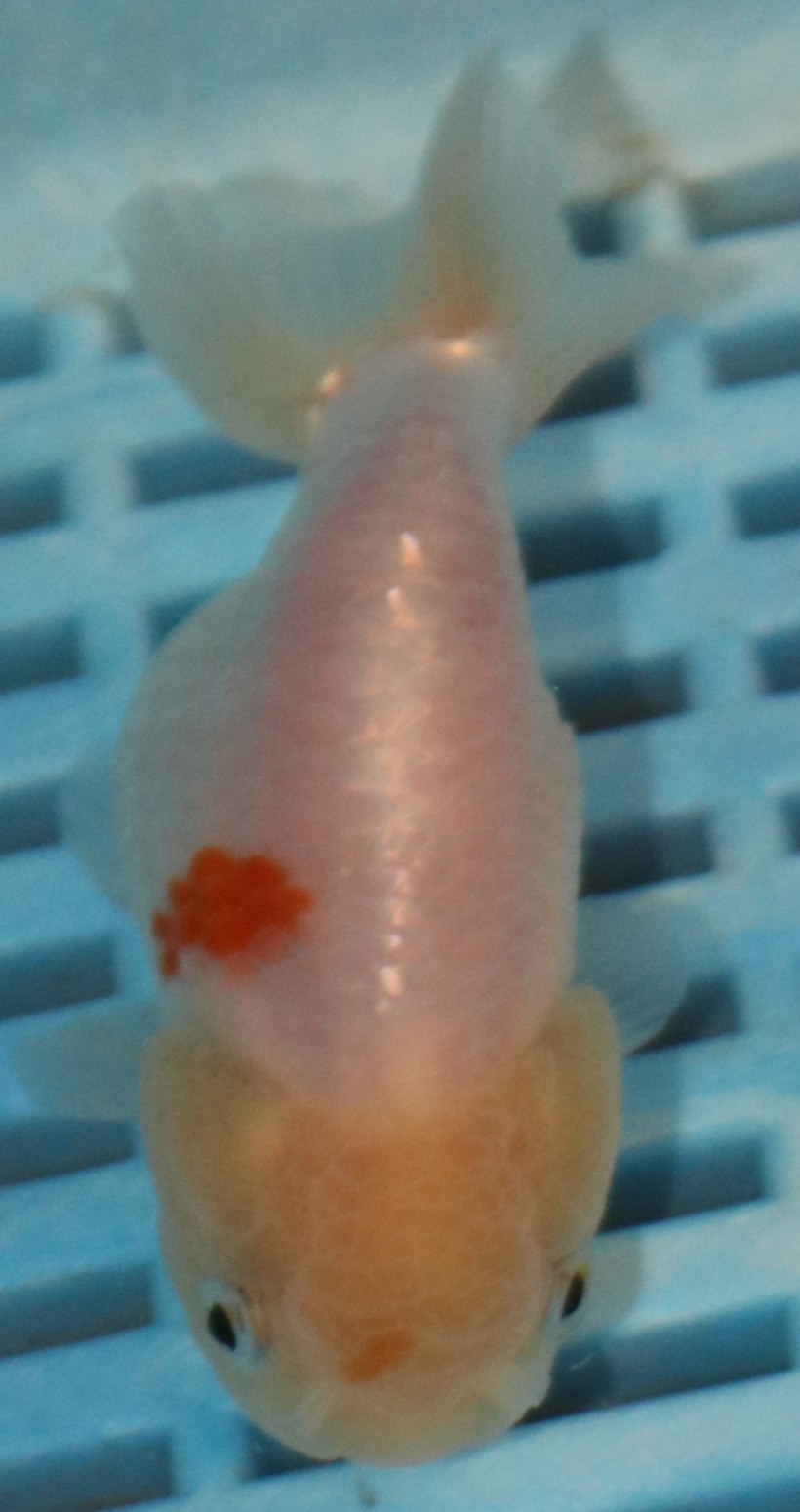 High Quality Ranchu 9-11cm (AM308)