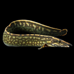 Batik Unicolour Spiny Eel 15-17cm