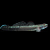 Blue Goby