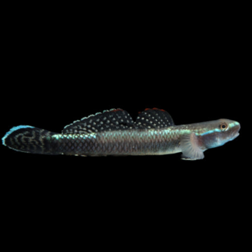 Blue Goby