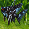 Blue Marble Angelfish ML