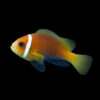 Chocolate Clownfish (Tank Bred)