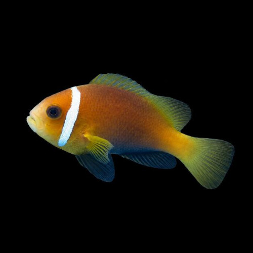 Chocolate Clownfish (Tank Bred)
