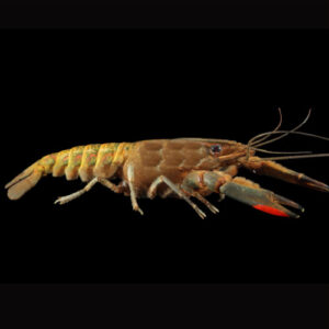 Red Claw Crayfish