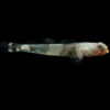 Indonesian Dragon Micro Goby