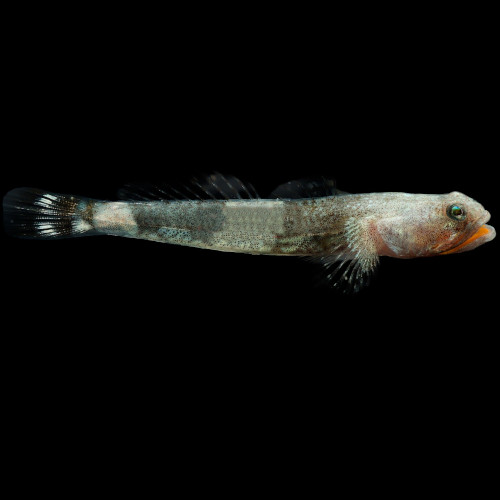 Indonesian Dragon Micro Goby