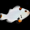 Plasma Storm Clownfish (Tank Bred)