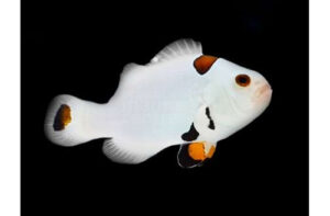 Plasma Storm Clownfish (Tank Bred)