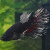 Iron Black Crowntail Betta Male