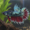 Photograhed Betta 17