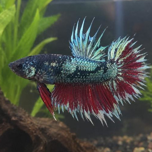 Photograhed Betta 17