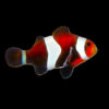 Mocha Clownfish (Tank Bred)
