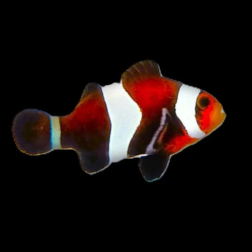 Mocha Clownfish (Tank Bred)