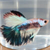 Photograhed Betta 10