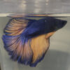 Photograhed Betta 16