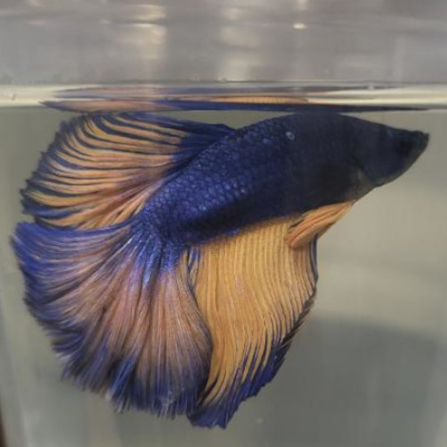 Photograhed Betta 16