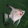 Paraiba Angelfish M