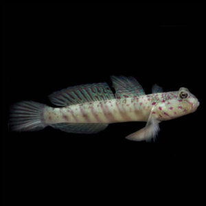 Chalk Goby