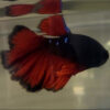 Photograhed Betta 14