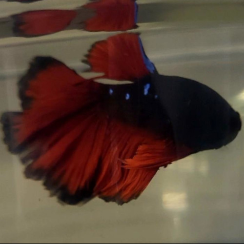 Photograhed Betta 14