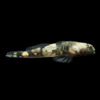 Sauri Tiger Dwarf Goby