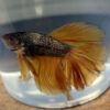 Yellow Dragon Super Delta Male Betta 
