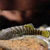 Yellow Striped Borneo Sucker Loach